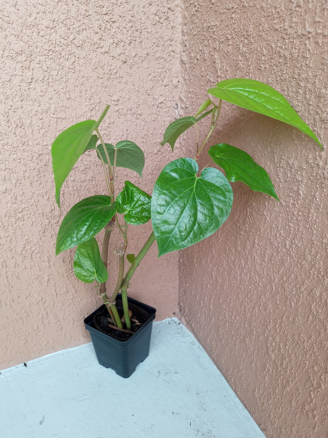 Pyper Beel Organic Paan Piper Betel Betle Plant Herb Vine Spice Medicinal Uses in ...