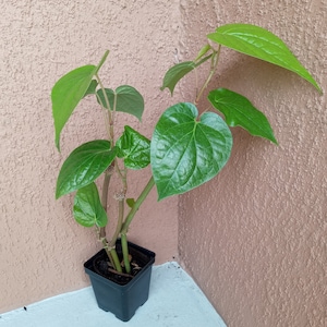 Organic  Paan Piper Betel Betle Plant Herb Vine Spice Medicinal Uses in 3.5&quot; Pot. (Ship to California, no pot) .