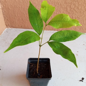 1 Lychee fruit tree ,sweet Litchi tropical exotic EDIBLE fruits ,trái vải 6-12" in 3.5" Pot. Temporary out of stock