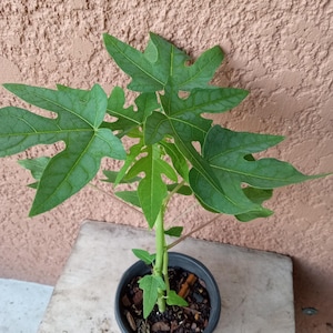 May include: A small papaya plant in a black plastic pot. The plant has several large, green, deeply lobed leaves and a slender green stem. The pot sits on a light-colored wooden surface against a textured, reddish-brown wall.