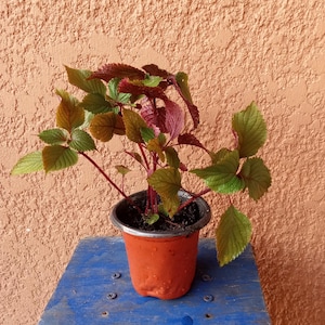 May include: A small potted plant with green and red leaves. The plant is in a brown plastic pot and is sitting on a blue wooden surface.