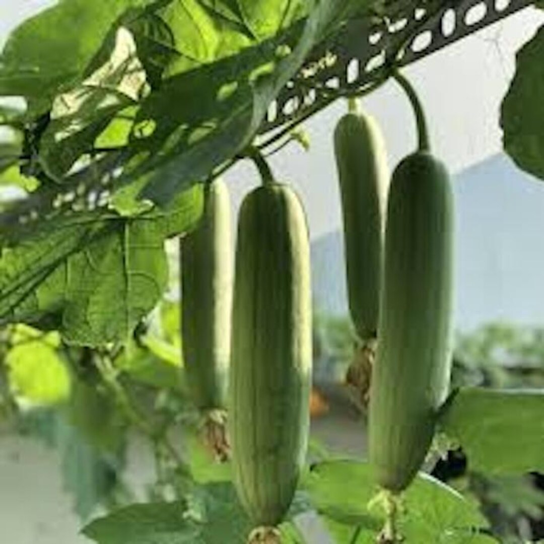 20 Organic Luffa Gourd Seeds - Loofah Sponge Seeds -hột Mướp Hương ...