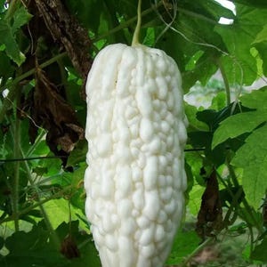 May include: A white bitter melon, also known as a bitter gourd, hanging from a vine. The fruit is covered in small bumps and has a light, creamy color.