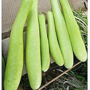 10 - 20 Organic Gourd Seeds - Cucuzzi (Italian Edible), hột bầu Year 2026