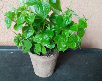 5000 Crab Claw Seeds – Rau Cang Cua (Peperomia Pellucida) – Non-GMO Organic Heirloom Herb, High Germination, Shiny Bush