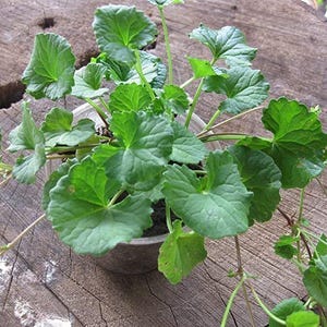May include: A potted plant with vibrant green, round leaves. The plant is in a small, brown pot, set against a weathered, wooden surface. The leaves have a scalloped edge and are arranged in a circular pattern.