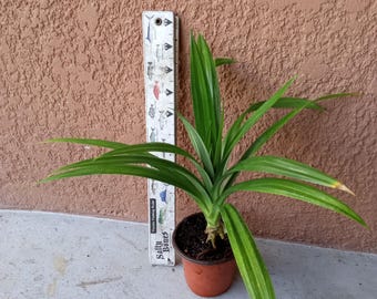 1  Pot  6&quot; - 12&quot; Pandan Live Plants -Pandanus amaryllifolius - Cây lá dứa .Can not ship to California.