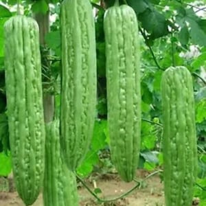 May include: Close-up of four green bitter melon gourds hanging from a vine. The gourds have a bumpy, ridged texture and are growing in a garden setting.