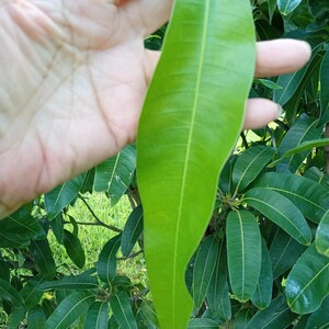 50-100 FRESH Organic MANGO Leaves for tea~cooking & Alternative Natural medicine