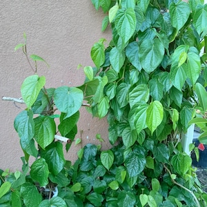 Paan Piper Betel Betle Plant Herb Vine Spice Medicinal Uses in 3.5" Pot. (Ship to California, no pot). Ship on Monday only