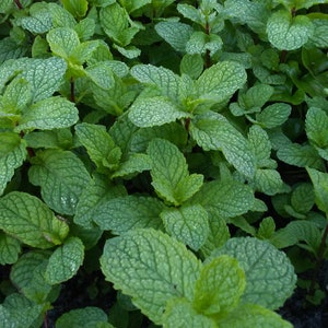 10 Live Peppermint plants rooted . Húng Lủi, 6" -10" Organic