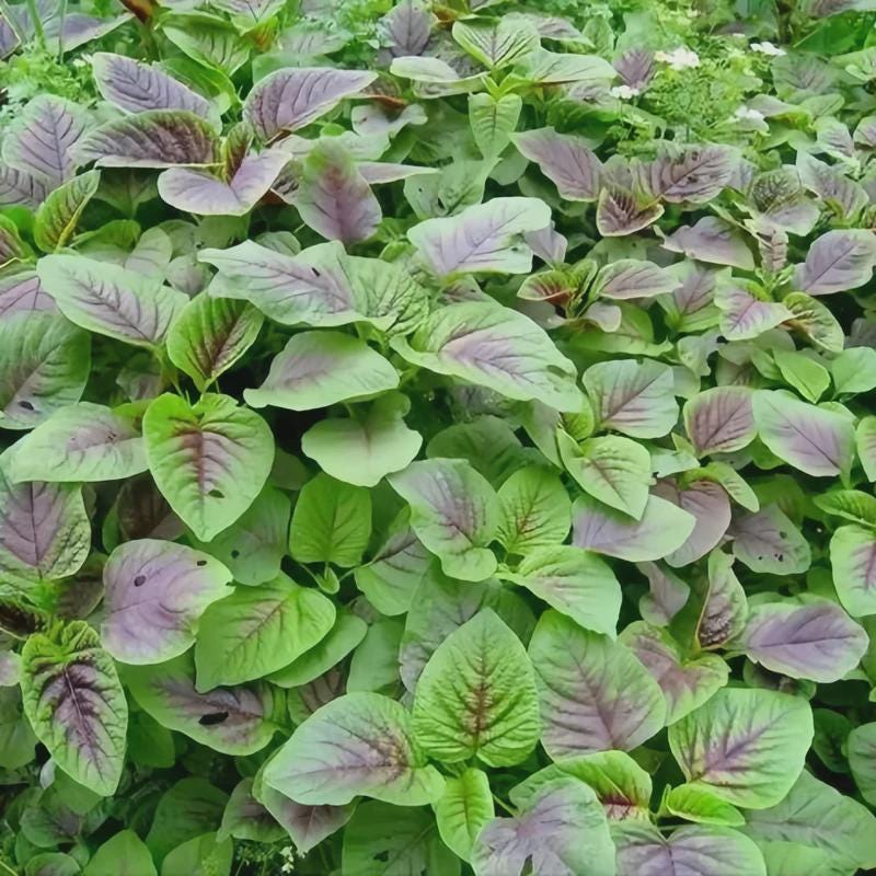 2000 Varieties Red, Green Edible Amaranth Spinach Seeds, Rau Den - Etsy