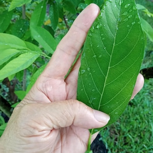 Sugar Apple Annona Squamosa Fresh Organic Leaves 100+ pieces