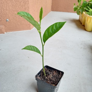 May include: A small, young plant with vibrant green leaves in a square black plastic pot. The plant has a slender stem and several large, textured leaves. The pot is filled with dark soil. Additional plants are visible in the background.