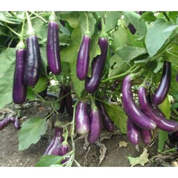 200+ Chinese Eggplant  Long Purple Eggplants Aubergine Asian Vegetable Seeds,Cà Tím, 2024 Season