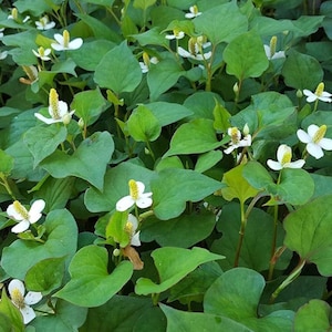 May include: A dense ground cover of green heart-shaped leaves with small white flowers and yellow centers. The image shows a close-up view of the plant, with many flowers and leaves visible.