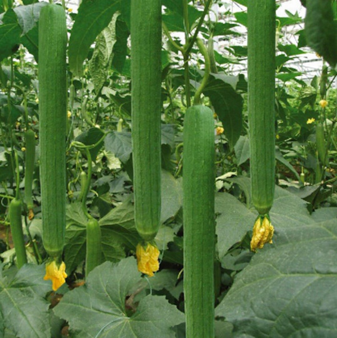 15 Luffa Gourd Loofah Sponge Seeds – Organic NON-GMO, Fresh For 2025, USA