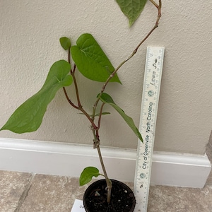 Betel Leaf Plant - Etsy