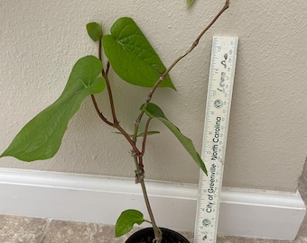 cotton candy plant Houston Lite Pink Clump (Cotton Candy)
