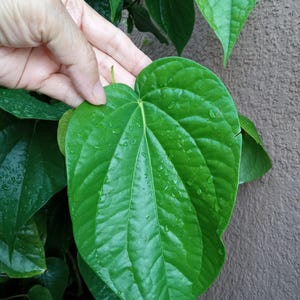 May include: Close-up of vibrant green leaves with water droplets. The leaves are large, heart-shaped, and have prominent veins. The image shows a hand gently touching one of the leaves, highlighting its texture and freshness. The background is a textured brown surface.