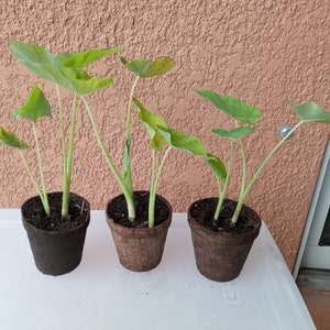 1 pot 3.5&quot;, 2 live plants Bac Ha Doc Mung Edible Vietnamese Taro Thai Eleplant Ear