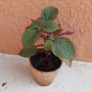 3 Shiso Perilla Live Plants in Pot Green Purple Beefsteak 6"-8" Starter Tía Tô