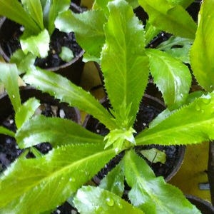 500+++ Culantro Seeds, Mexican Coriander Asian Ngò Gai Recao Shadow Beni, 2025 Season