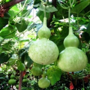 10- 20 Birdhouse Bottle Gourd | Buddha Calabash Squash Craft Asian Seed Hột Bầu 2025