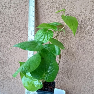 1-3 Organic betel leaf plants, paan, Piper Betle vine, Barui, Bai Phu, Herb Vine Spice live plant in one 3.5&quot; pot.