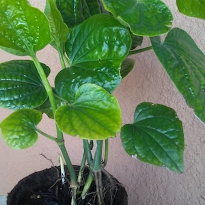 3-4 Organic Pipper Lolot ( Lá Lốt ) Live Plants in Pot. No pot if we ship to California.