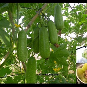 10 Fuzzy Gourd Seeds, Hairy Gourd, Jointed Gourd Seeds, BÍ Đao Chanh, 2026 Season