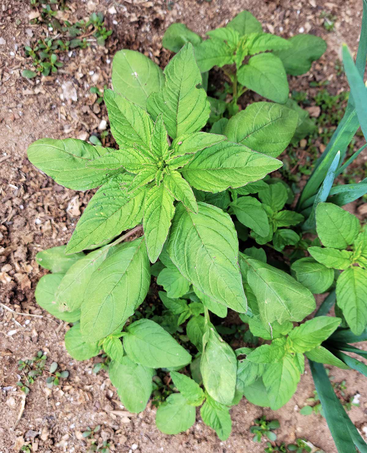 2000 Varieties Red, Green Edible Amaranth Spinach Seeds, Rau Den - Etsy