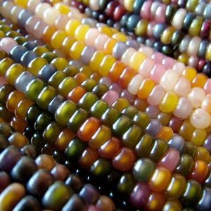 May include: Close-up of colorful corn kernels, showcasing a variety of hues including purple, blue, green, yellow, and orange. The kernels are arranged in rows, creating a visually appealing pattern.