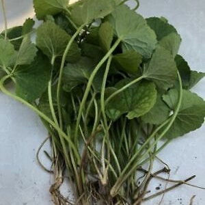 20 Organic Pennywort Edible Rau Má, Gotu Kola Centella Asiatica live plants