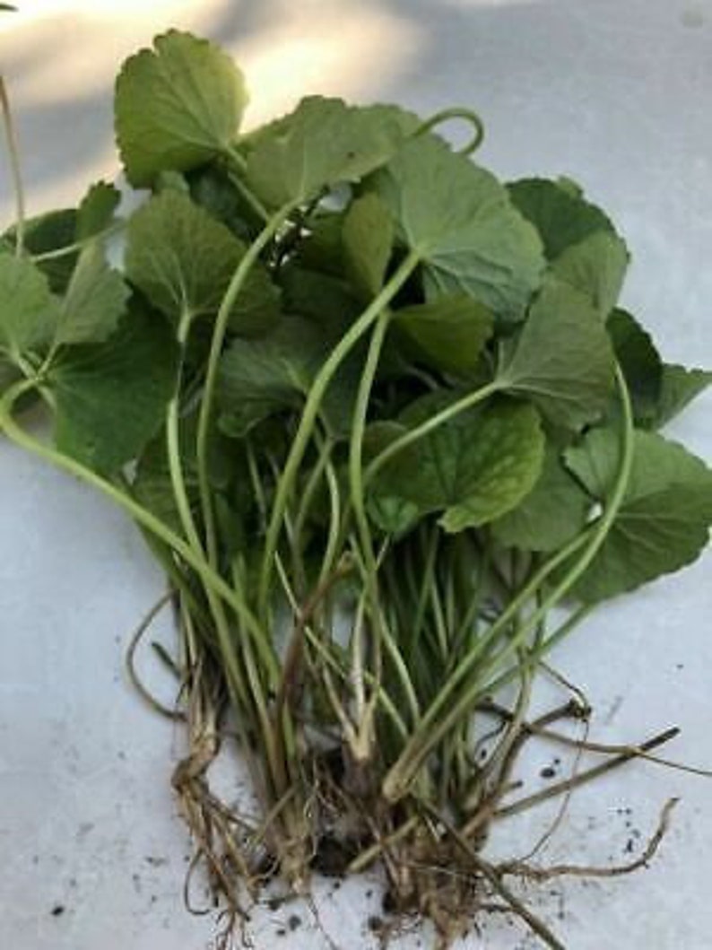 20 Organic Pennywort Edible Rau M Gotu Kola Centella Asiatica Live 20-organic-pennywort-edible-rau-m-gotu-kola-centella-asiatica-live