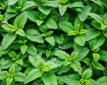 500++ Organic SPEARMINT Herb Seeds Mentha spicata Mint Tea , NON-GMO for 2024. Free shipping