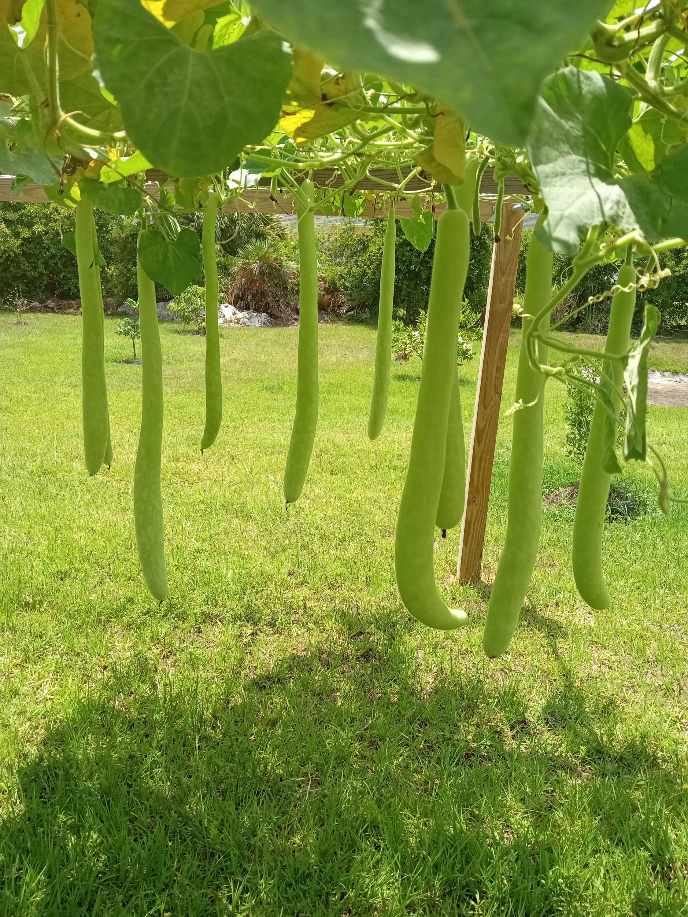 10 Long Bottle Snake Gourd Seeds , Lagenaria siceraria Bottle Gourd Seeds ,  ht bu, 2026