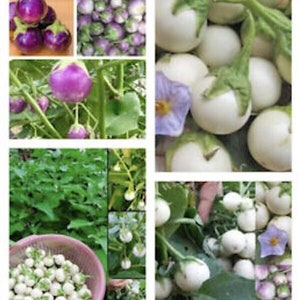 100+ seeds Thai small Mix white+ Purple, Purple, White+Green Eggplant - Cà Pháo - 2024 Season