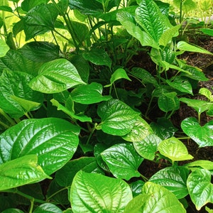 May include: A close-up of a lush green plant with large, heart-shaped leaves. The leaves have a distinct veined pattern and a glossy finish.