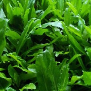6 Live Plants, CULANTRO, Eryngium Foetidum parley, Ngo Gai, in moist soil , no pot. Pack in single plant. Ship on Monday only.