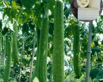 100 Luffa Gourd - Loofah Sponge Seeds -Hột Mướp Hương -Organic NON-GMO for 2025