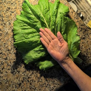 May include: A large, green mustard leaf, with a hand resting on top of it. The leaf is large enough to cover a person's hand.