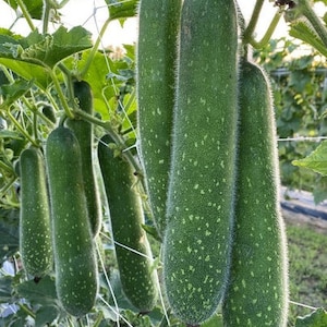 10 Fuzzy Gourd Seeds, Hairy Gourd, Jointed Gourd Seeds, BÍ Đao Chanh