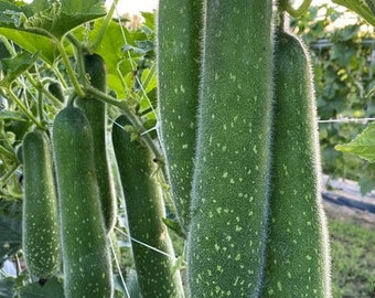 10 Fuzzy Gourd Seeds, Hairy Gourd, Jointed Gourd Seeds, BÍ Đao Chanh