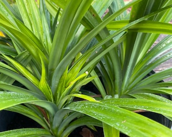 Pandan Live Plants -Pandanus amaryllifolius - Cây lá dứa - No Pot- we do not ship to California. Out of Stock