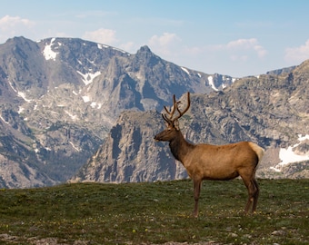 Elk Photo Print, Rocky Mountain National Park Wall Art