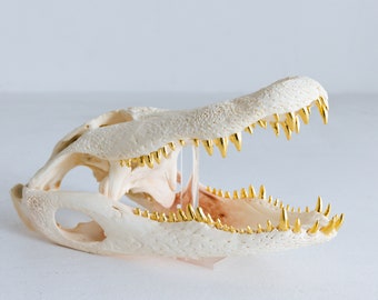 Large Alligator Skull Real With 24K Gold Teeth