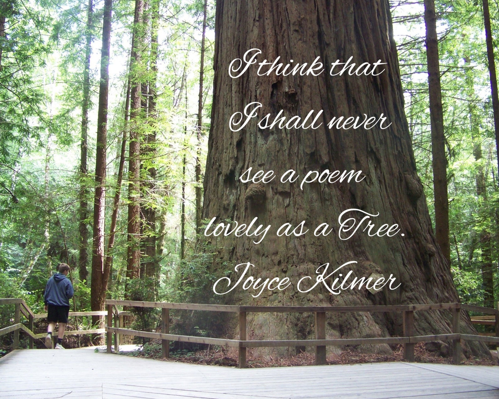 Redwood Tree/redwoods Trees of Mystery/inspirational Saying Etsy
