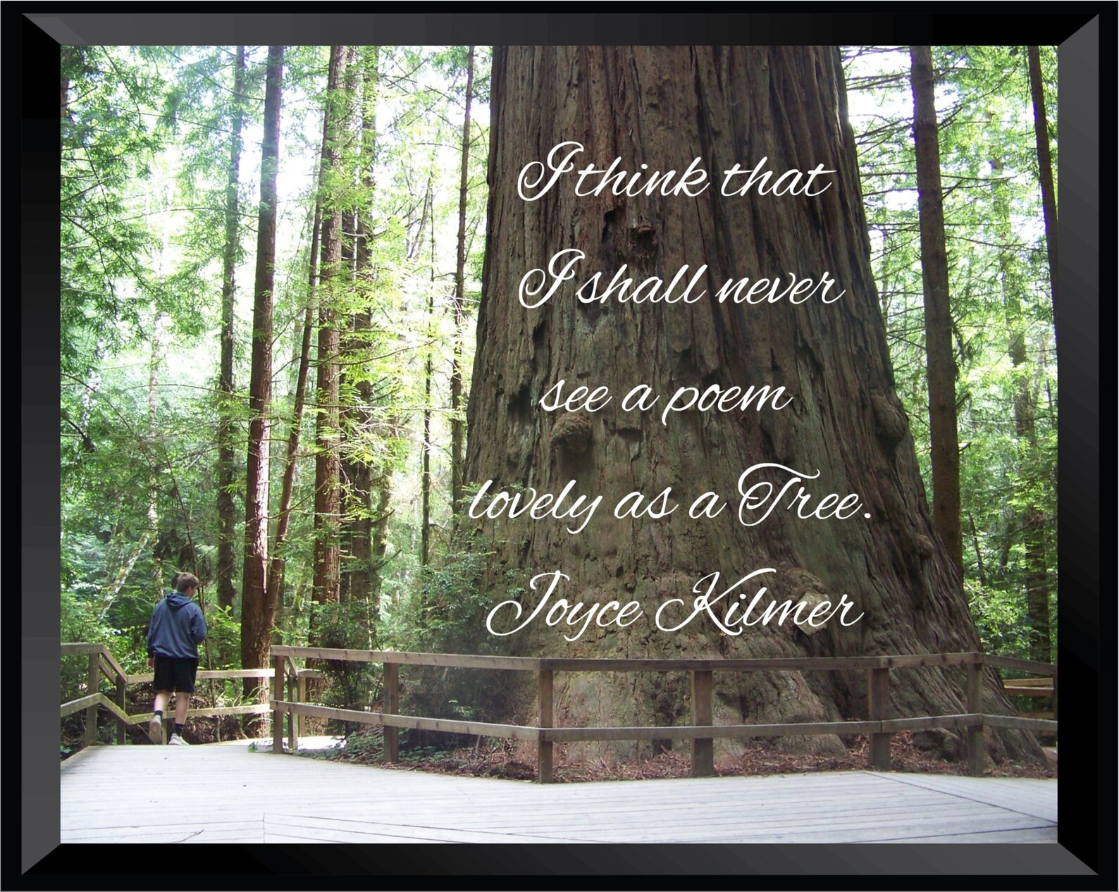 Redwood Tree/redwoods Trees of Mystery/inspirational Saying Etsy