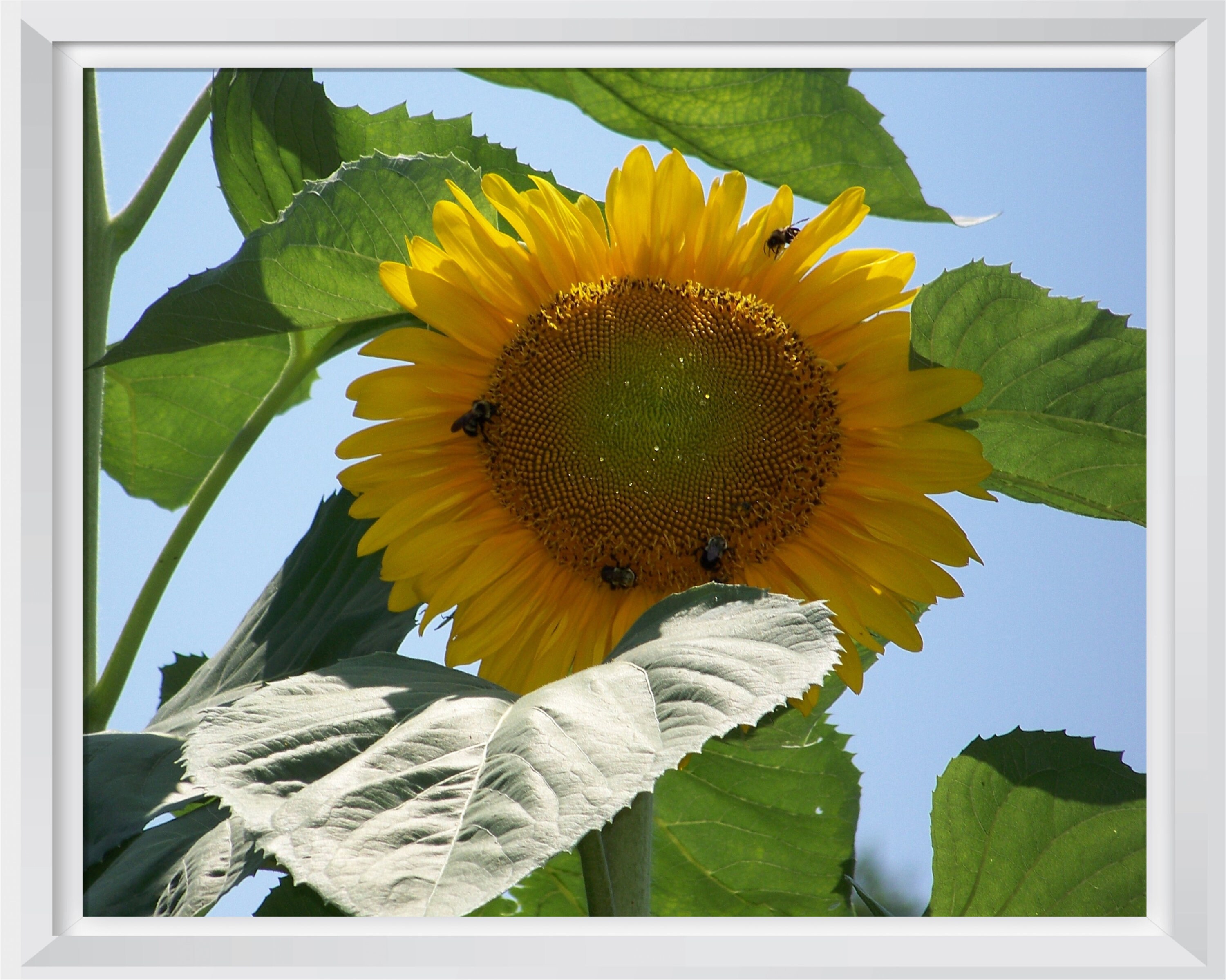 Sunflower and Bees Wall Hanging/beautiful Sunflower With Bees Etsy